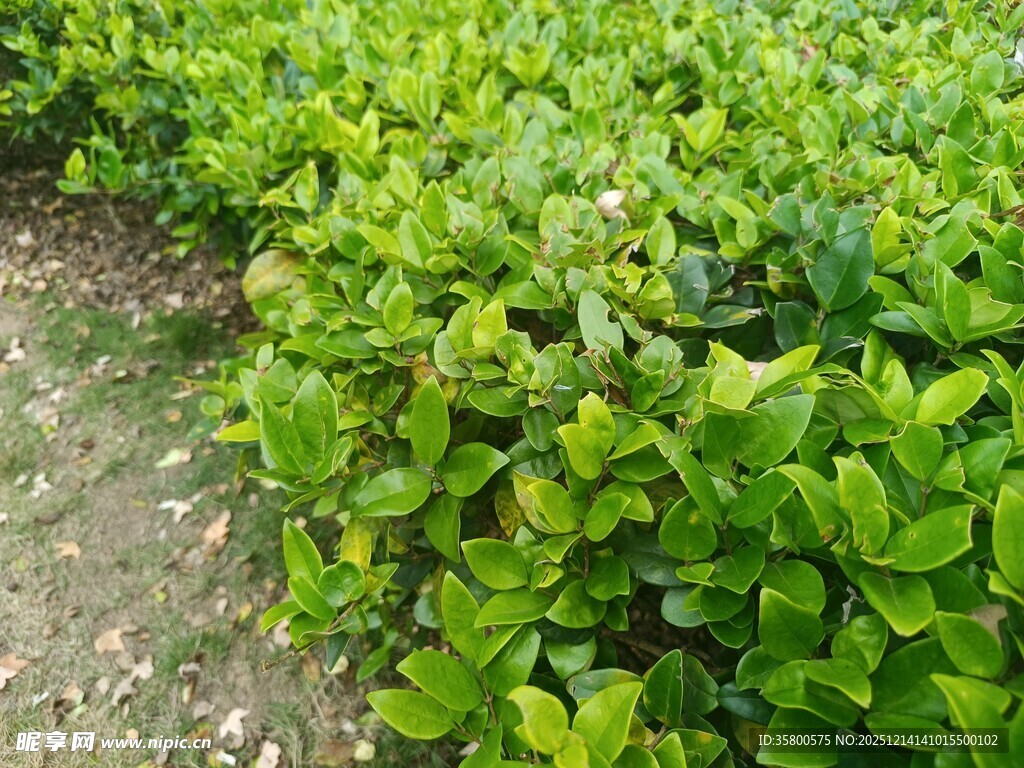 翠绿繁茂的灌木丛