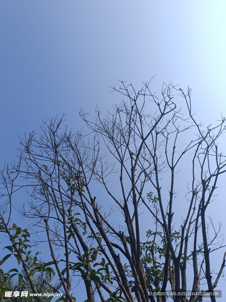 蓝天映衬下的光秃树枝