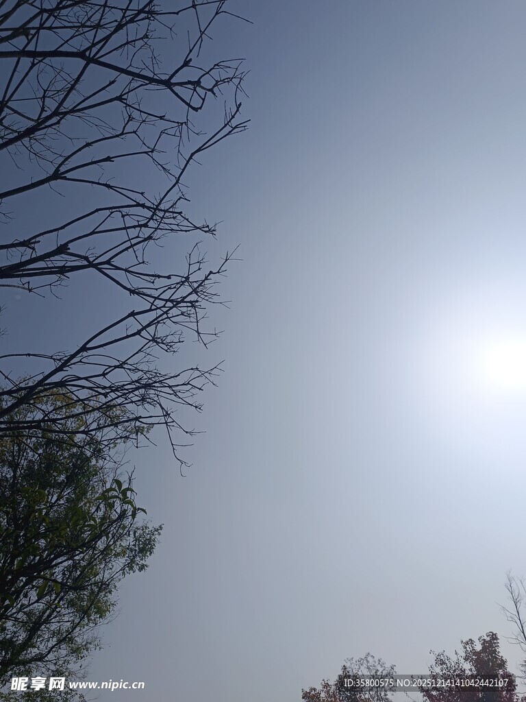 阳光下的树梢与蓝天