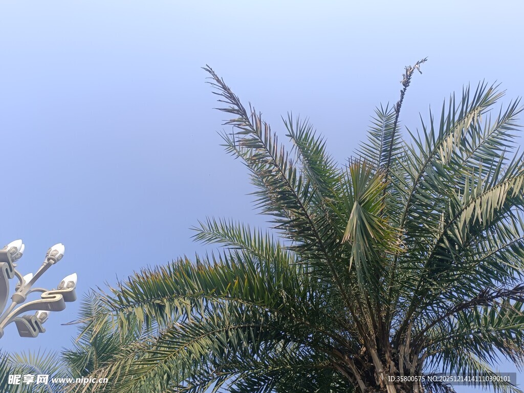 蓝天映衬下的棕榈树