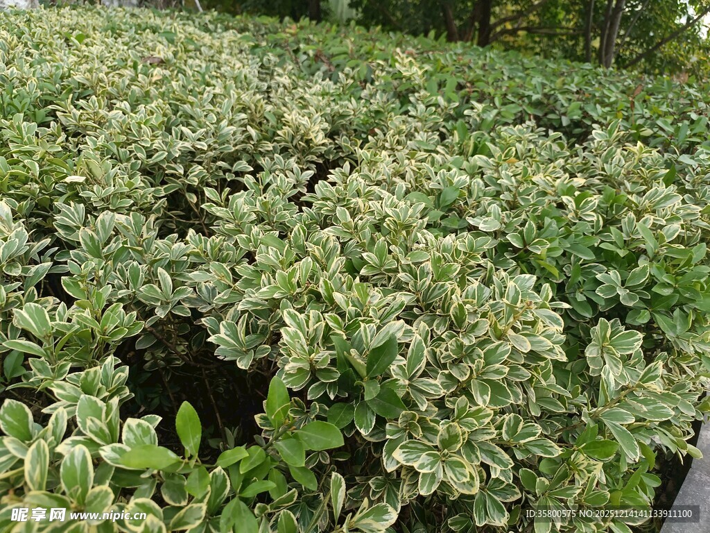 繁茂绿植景观