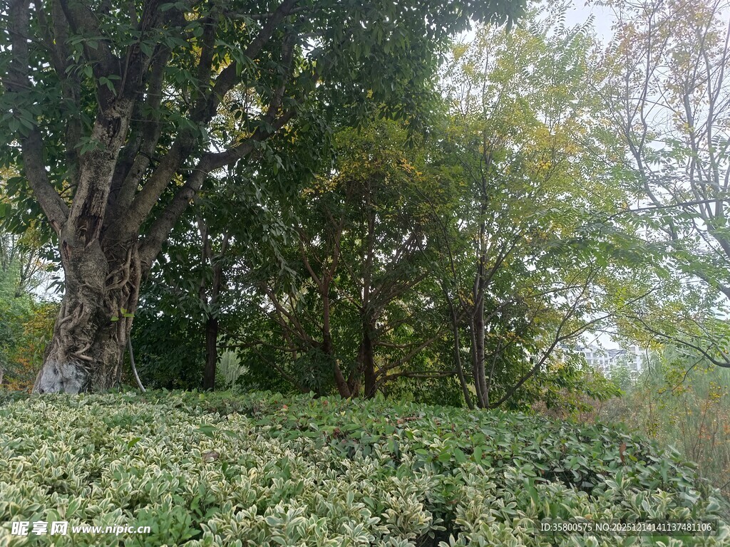 林间绿意盎然的自然景致