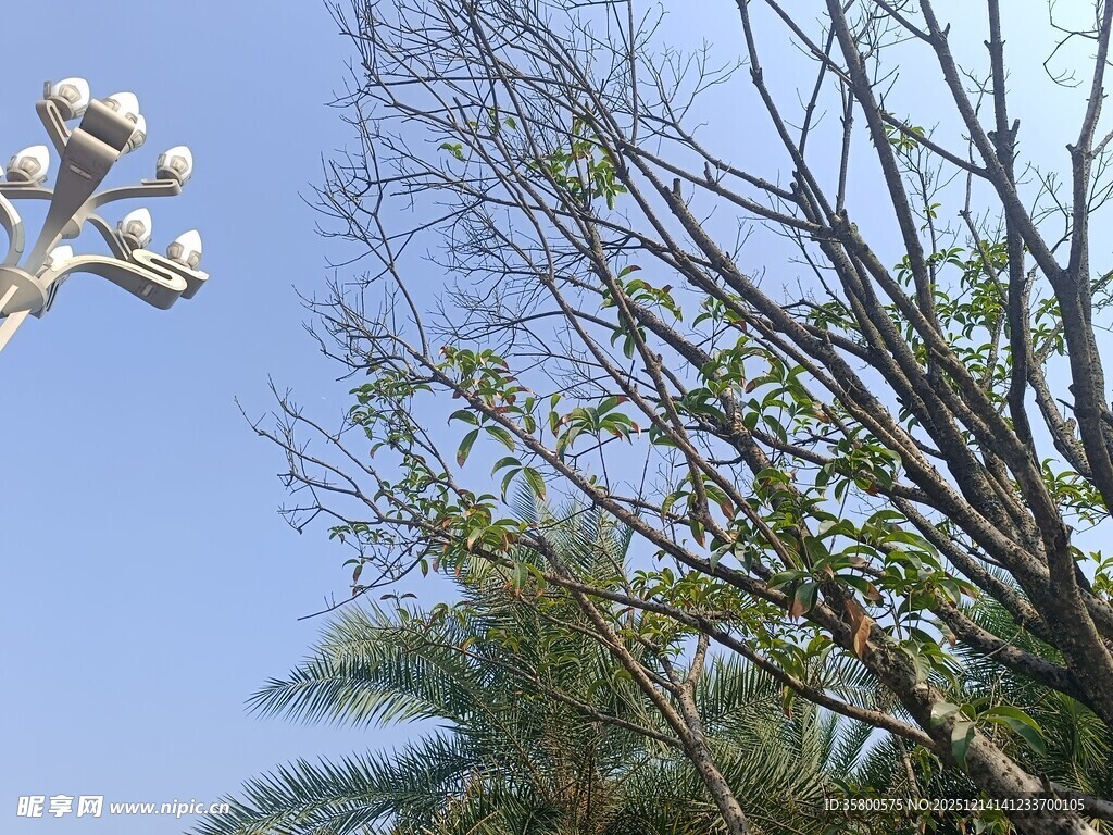 蓝天树枝上的白色花朵