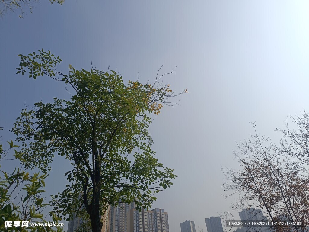 城市中挺拔的绿树