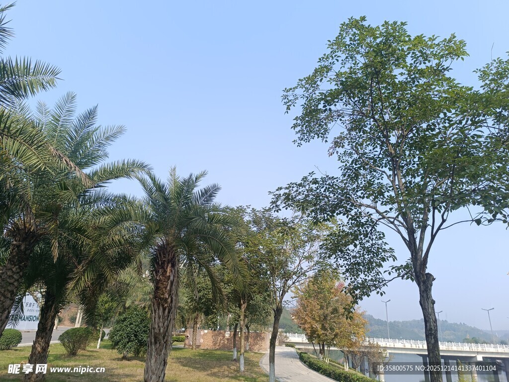 公园绿树蓝天风景图