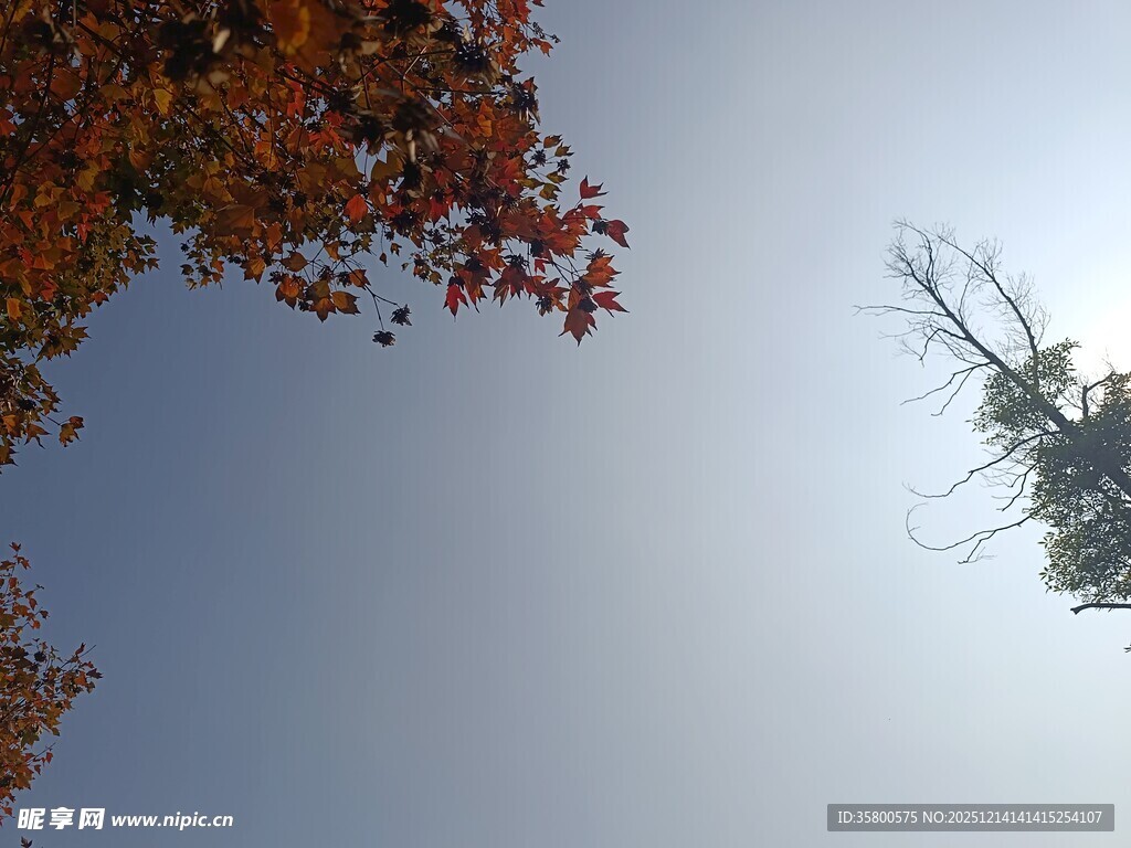 秋日树梢与晴朗天空