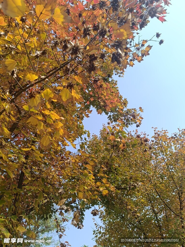秋日斑斓树梢美景