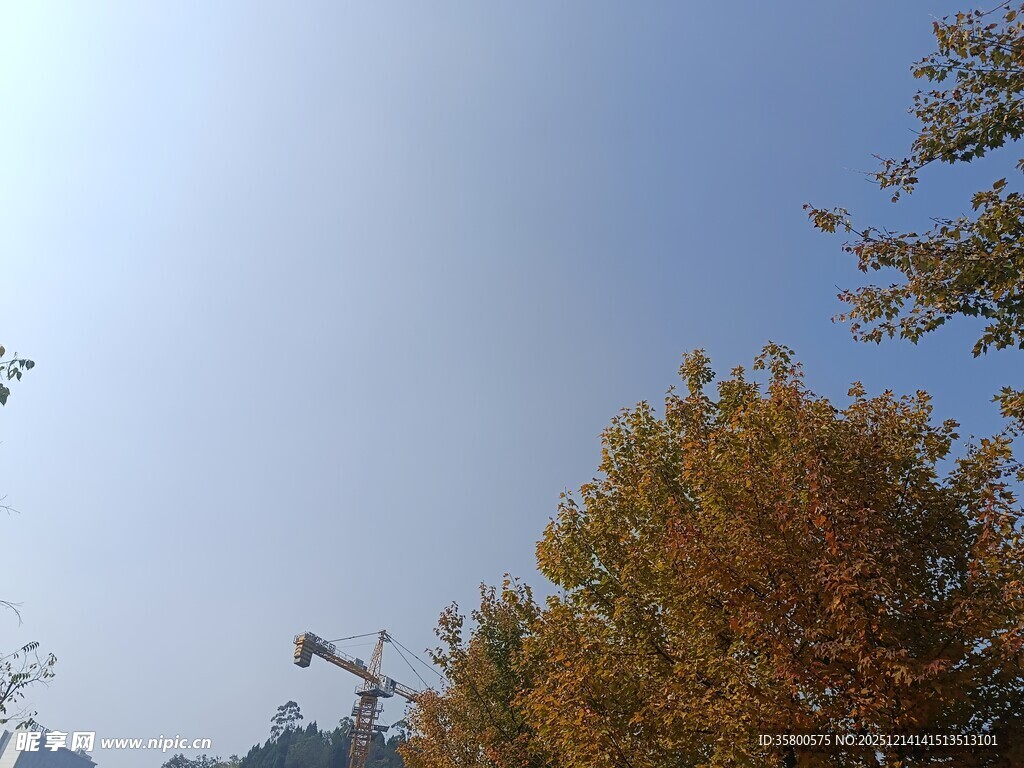 秋日树梢与晴朗蓝天