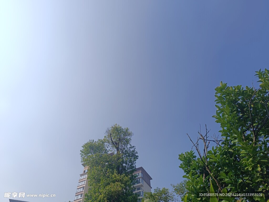 蓝天绿树间的清新景致