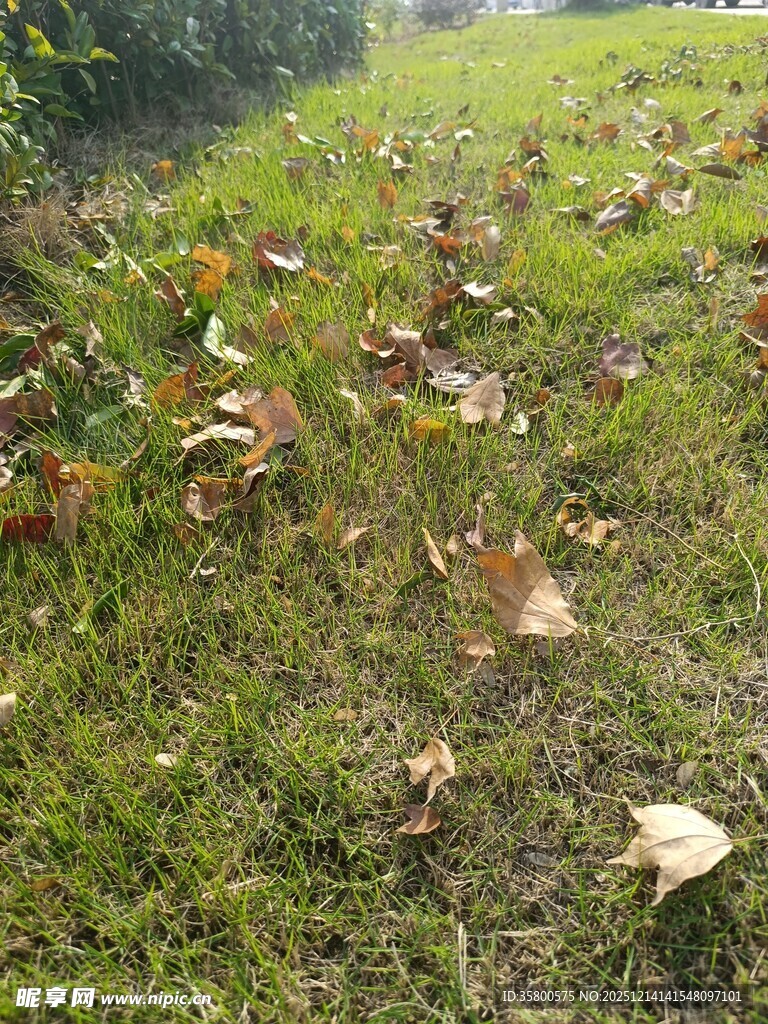 草地上的散落枯叶