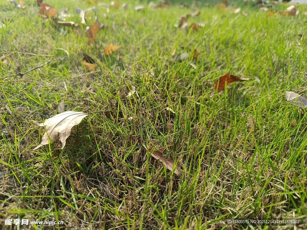 草地上的白色物体