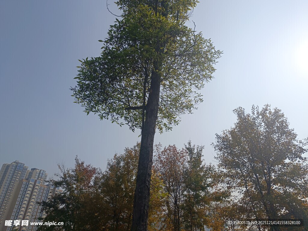 阳光下的挺拔树木