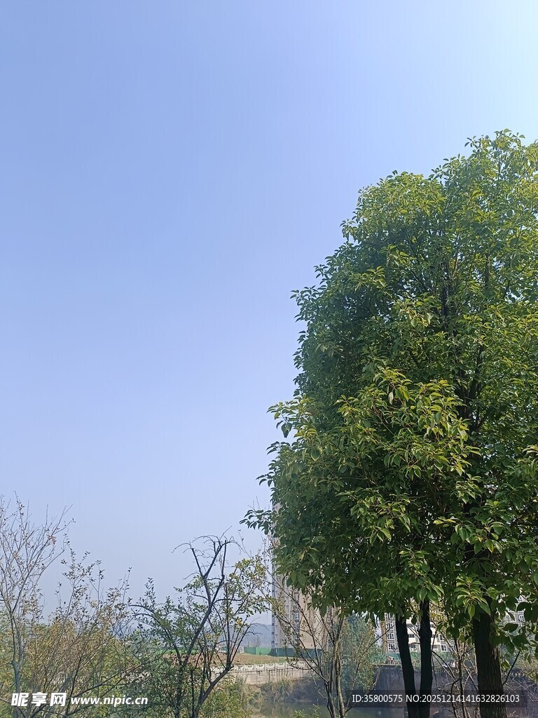 蓝天绿树风景图