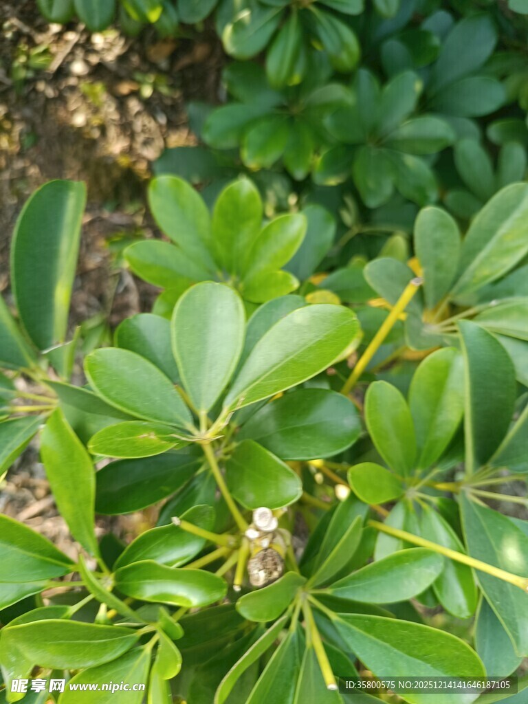 绿叶繁茂的植物特写
