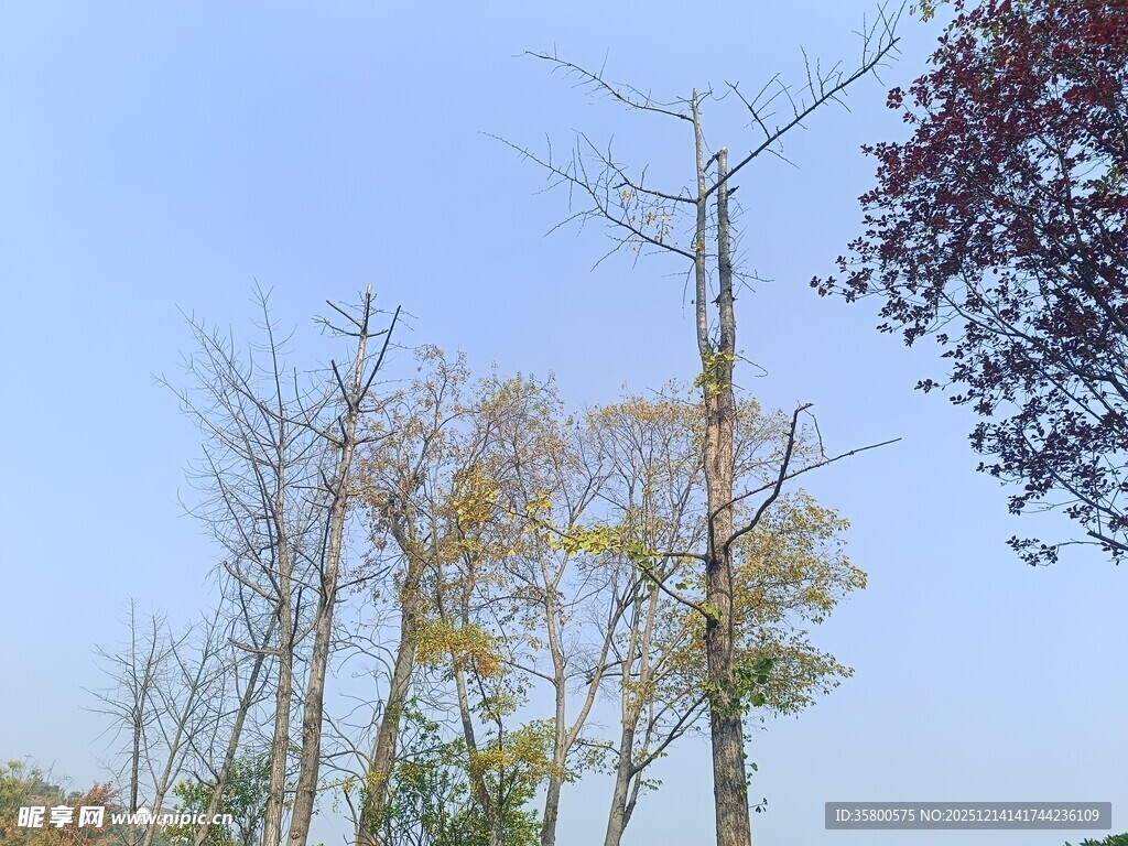 秋日城郊树木景致