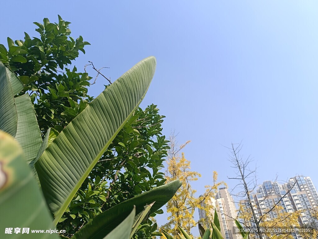 绿叶蓝天间的自然景致