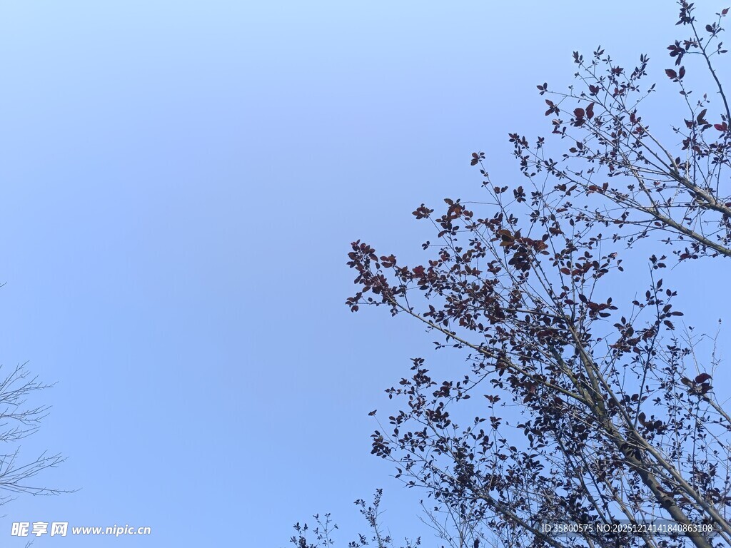 蓝天映衬下的稀疏树枝