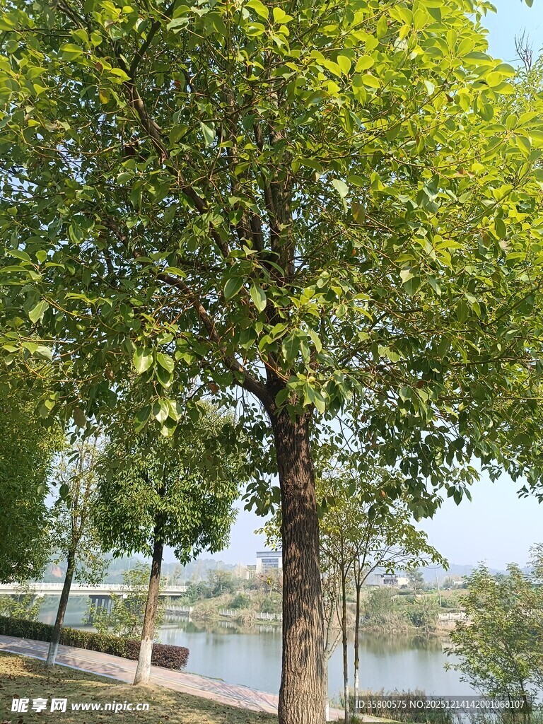 湖畔绿树成荫的宁静景致