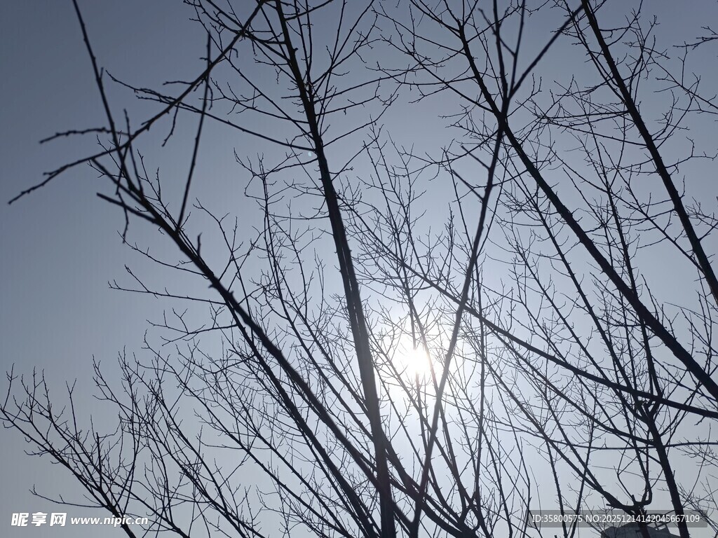 冬日树枝间的暖阳景象