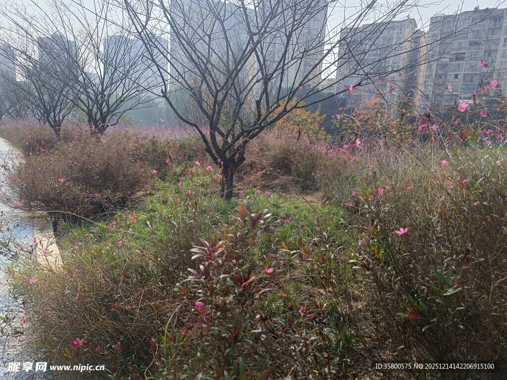 冬日城郊萧瑟植物景观