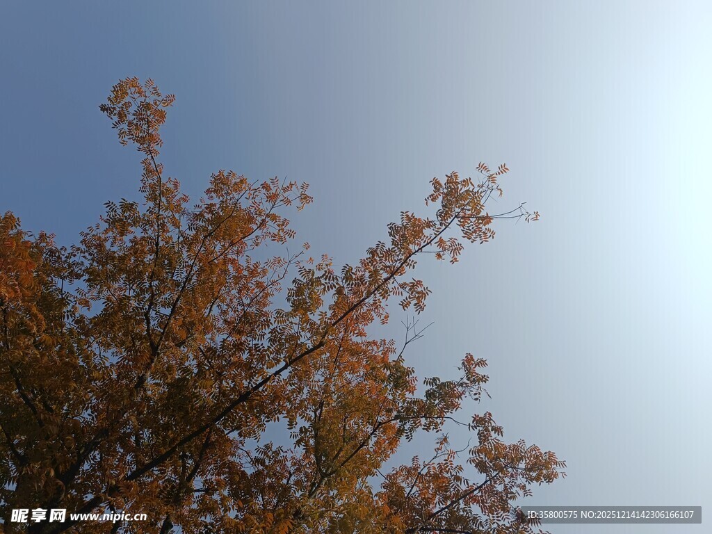 秋日树梢映蓝天