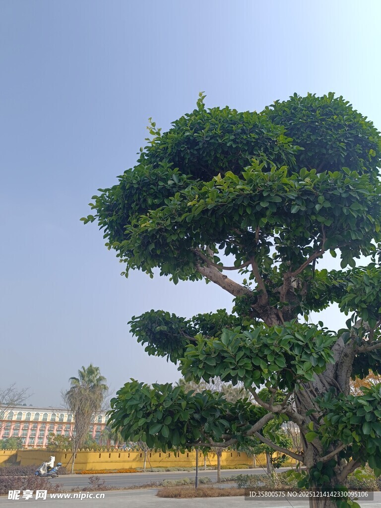 造型独特的茂盛景观树