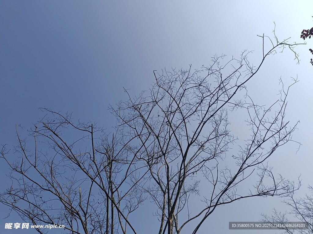 蓝天枯枝景象