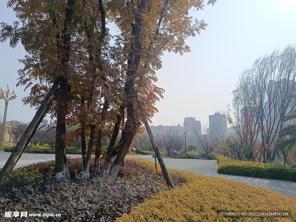 秋日公园树林中的宁静小路