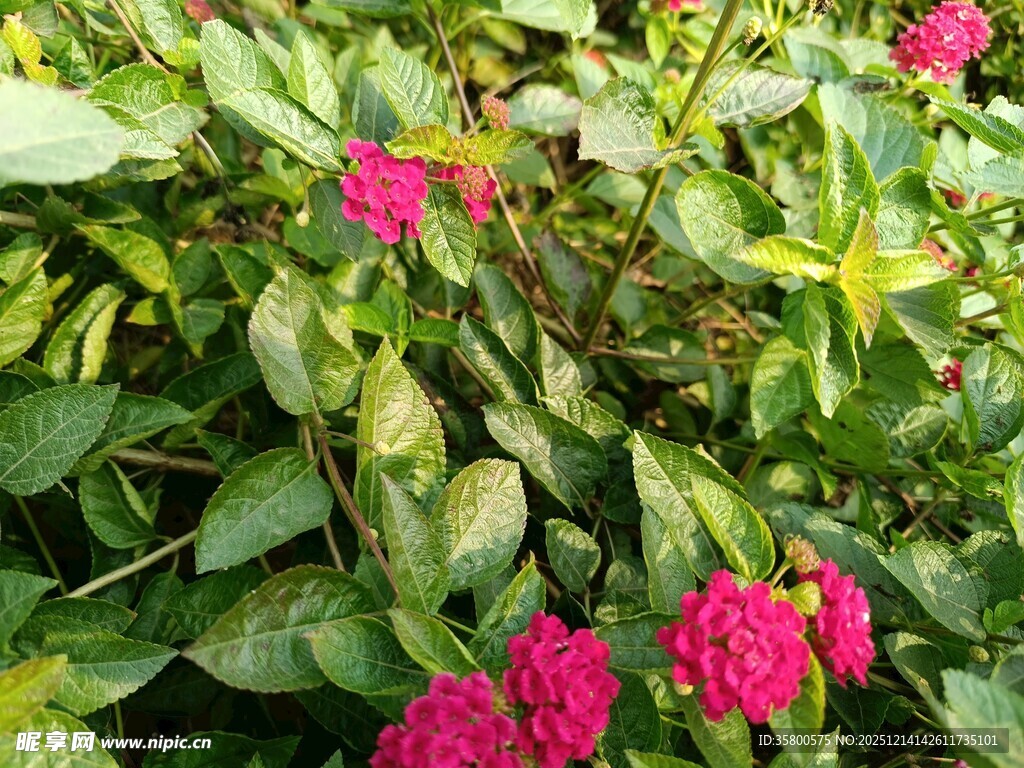 绿叶丛中绽放的艳丽花朵