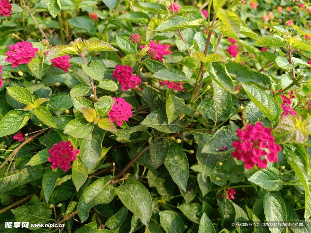 鲜艳红绣球花绽放绿叶间