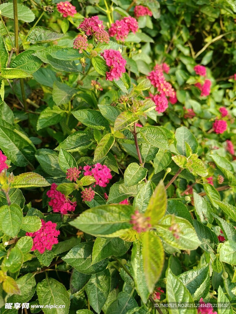 绿叶间绽放的娇艳红花