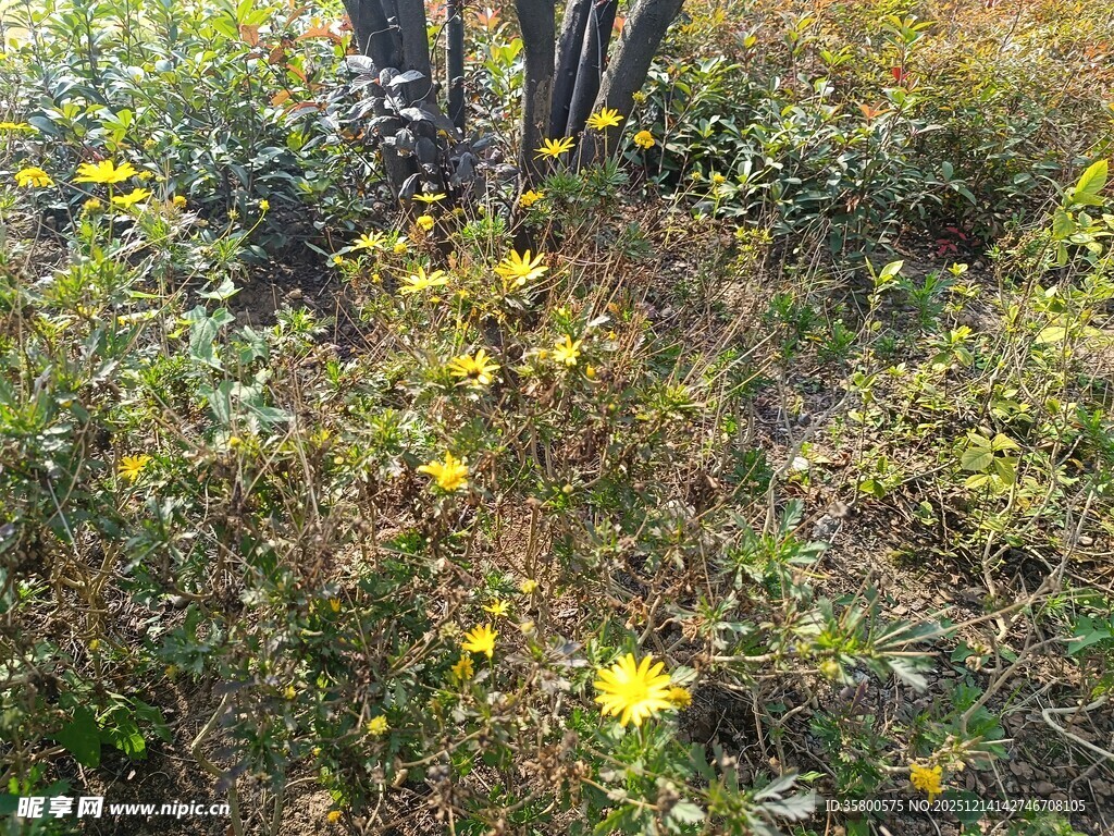 野外盛开的黄色小花