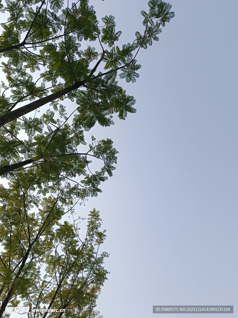 仰视绿树蓝天的清新景象