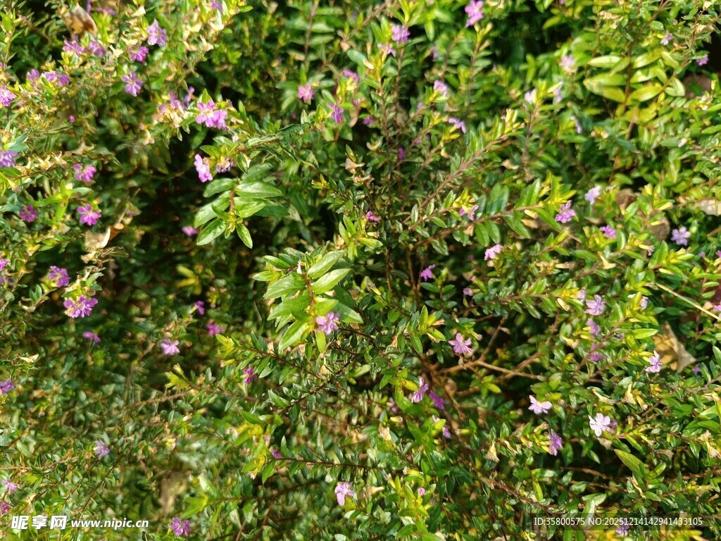 繁茂绿植花丛景象