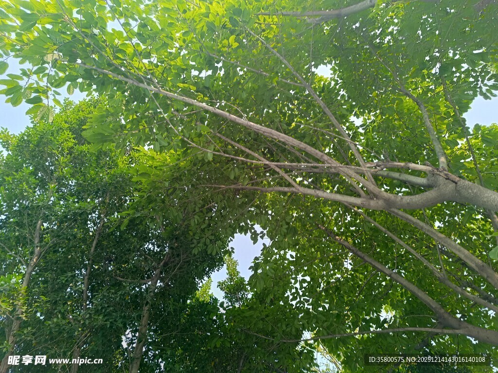 繁茂绿树间的光影景致