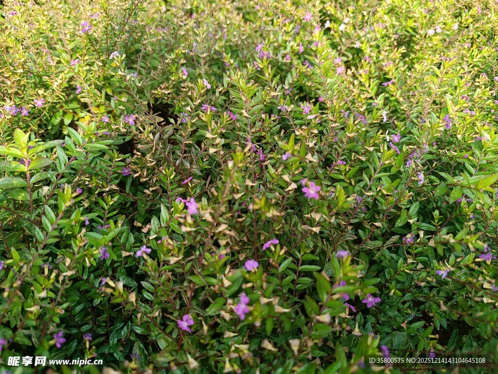 繁茂草丛中的紫色小花