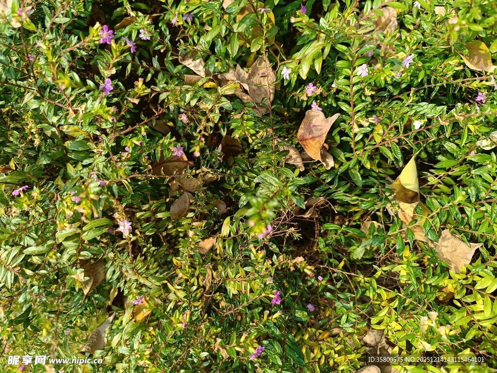 茂密绿植中的多彩叶片