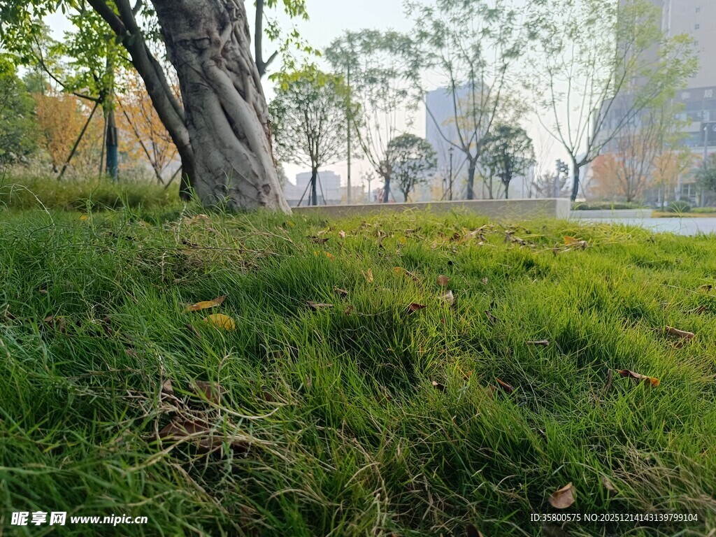 秋日公园草地与树木景观