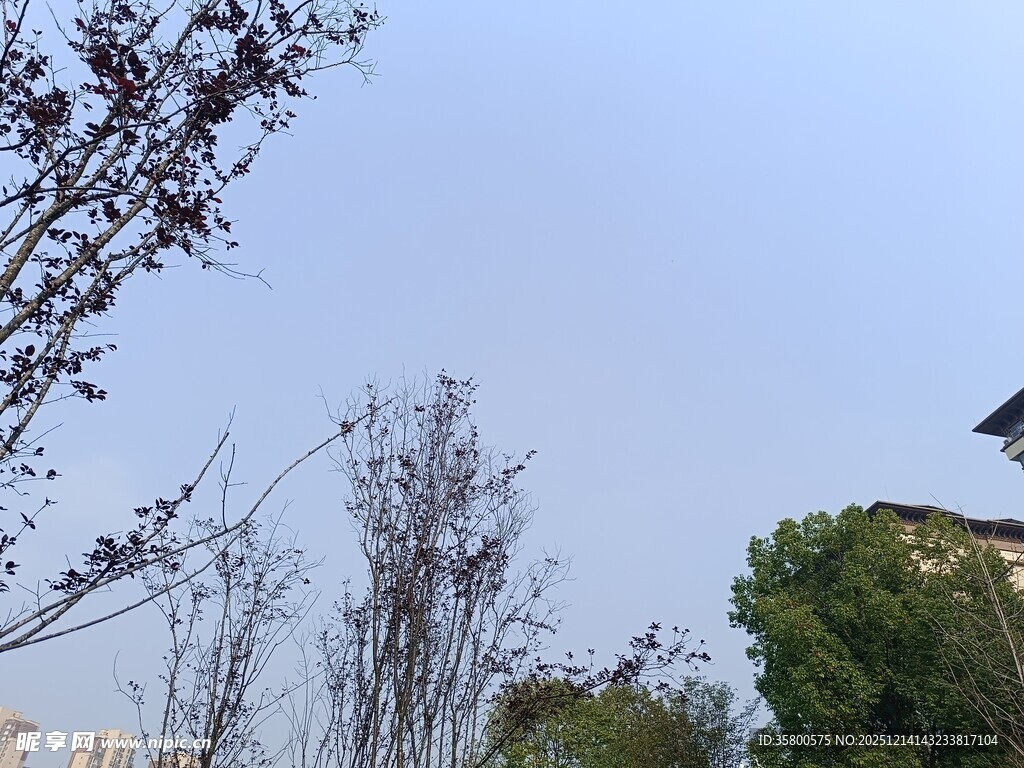 户外树木蓝天景致