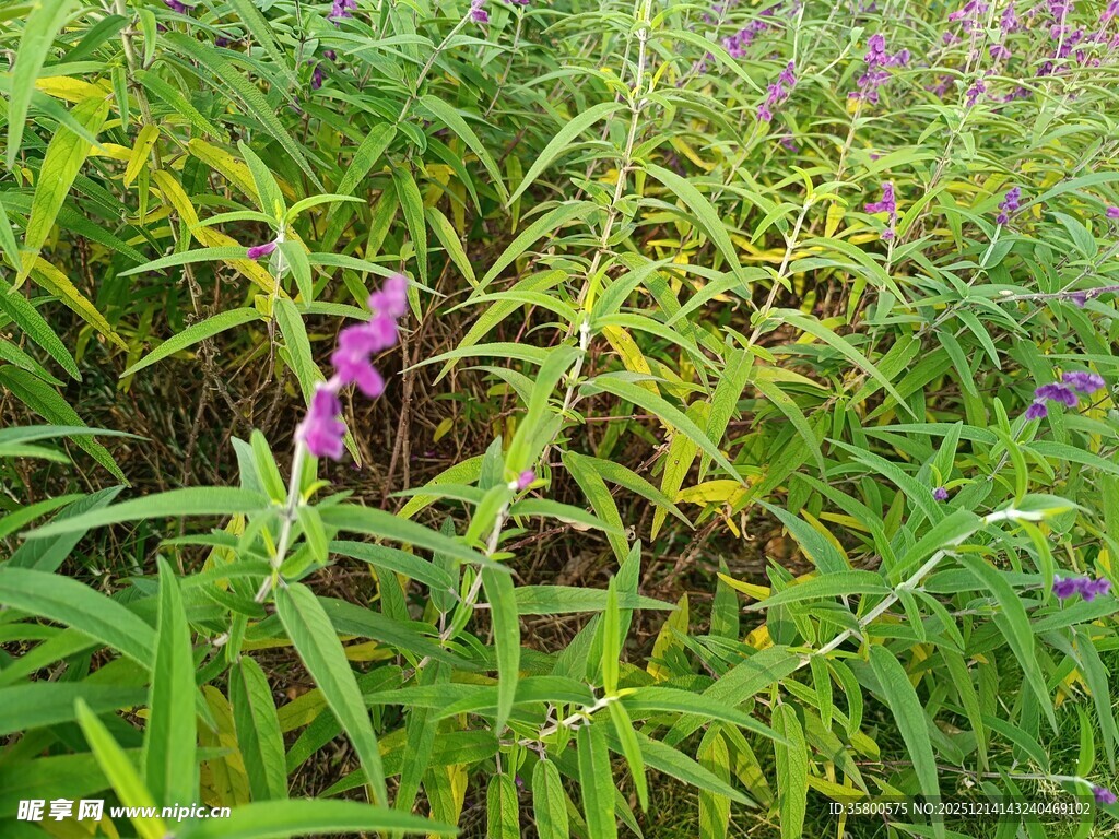 草丛中的紫色花朵绽放