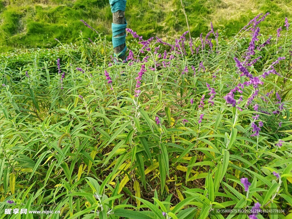 草丛中的紫色花卉