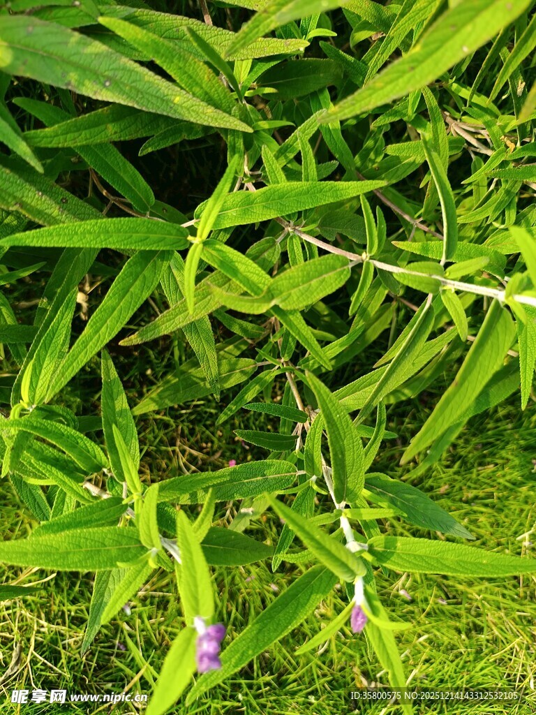 翠绿竹林间的一抹紫花