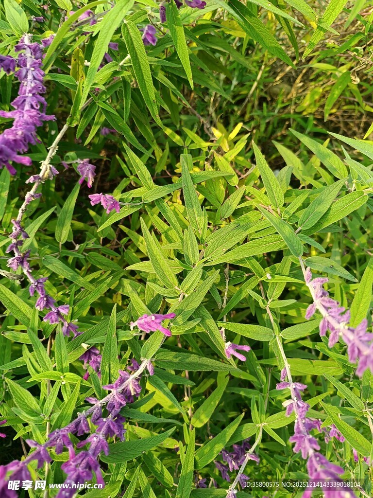 紫色花卉与绿叶的自然景致
