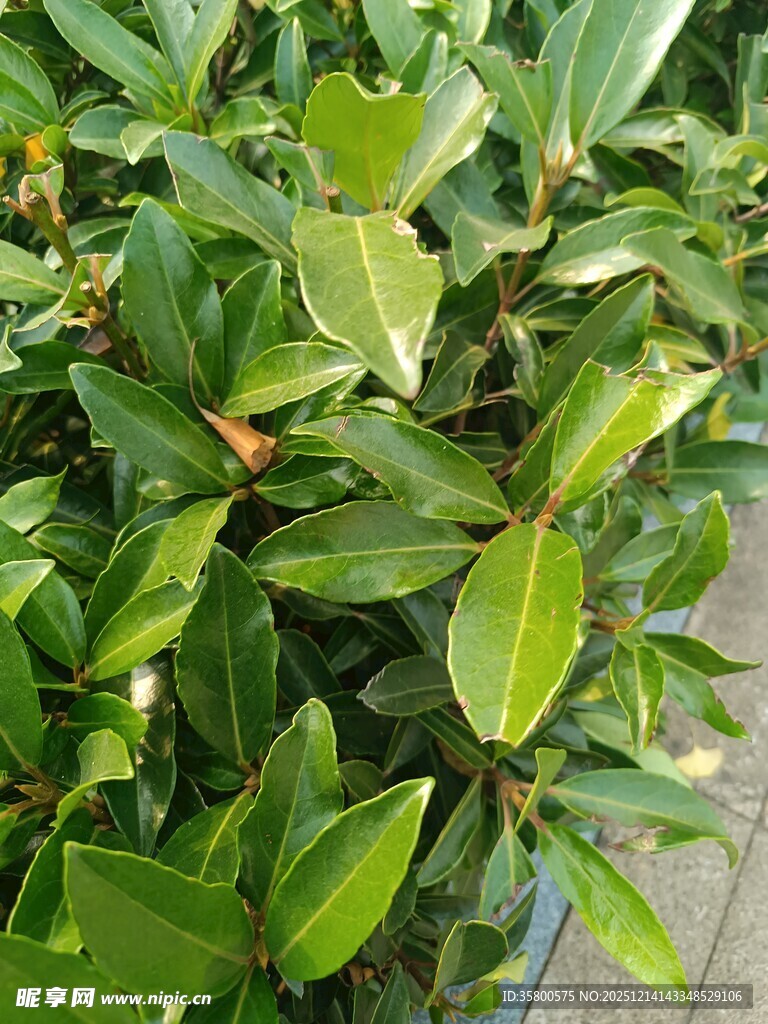 翠绿叶片的生机绿植