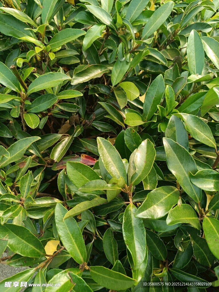 茂密绿叶植物特写