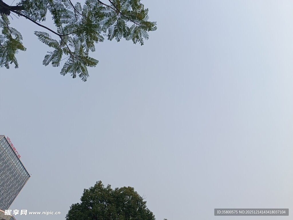 树梢与天空下的建筑一角