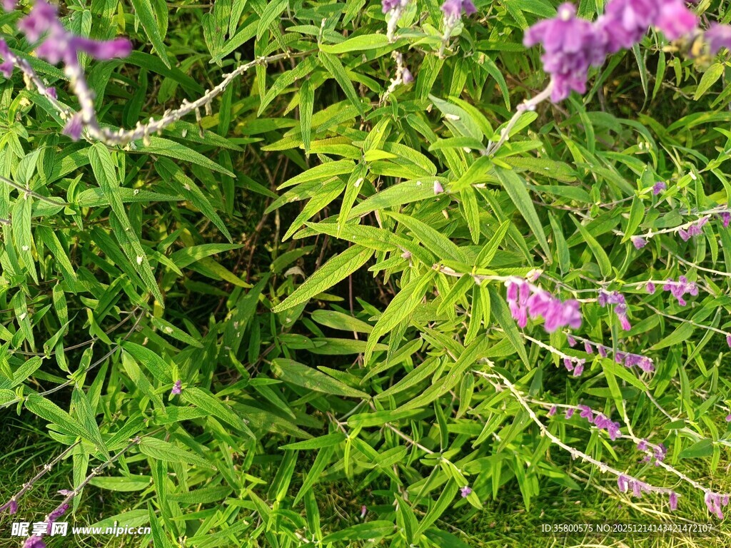 绿叶间的紫色花卉