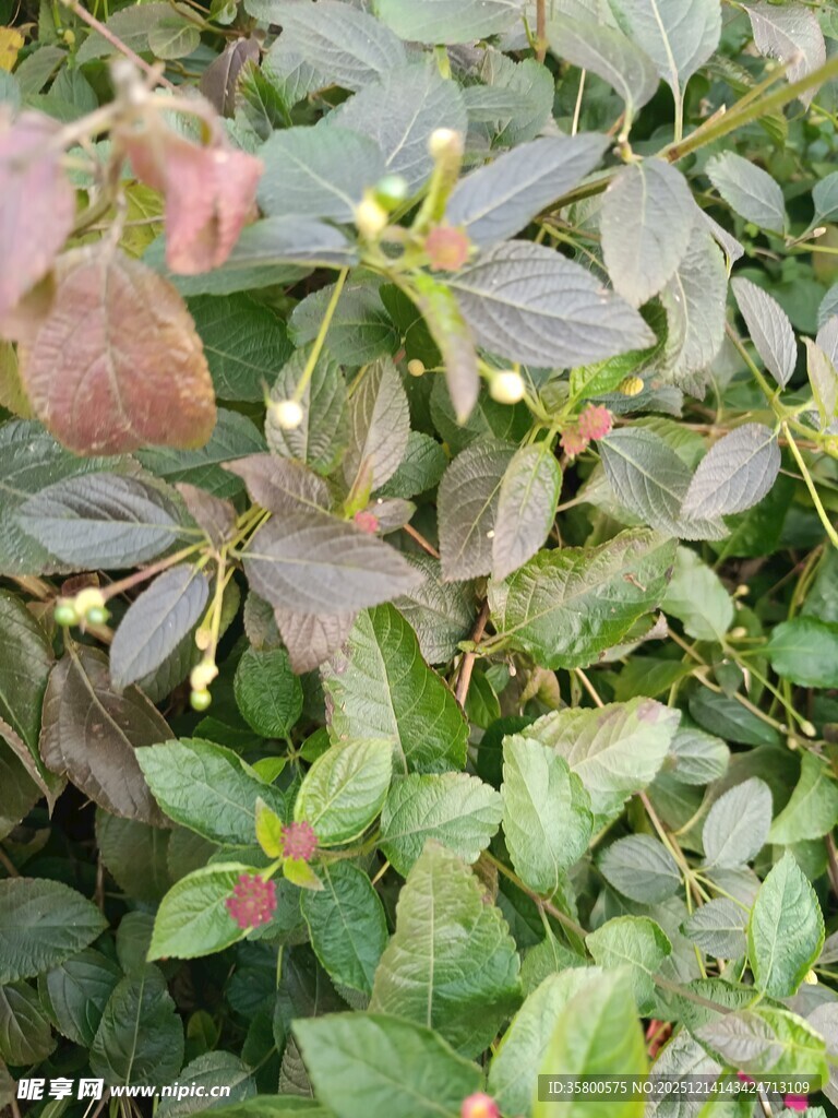 绿叶间的多彩植物景致