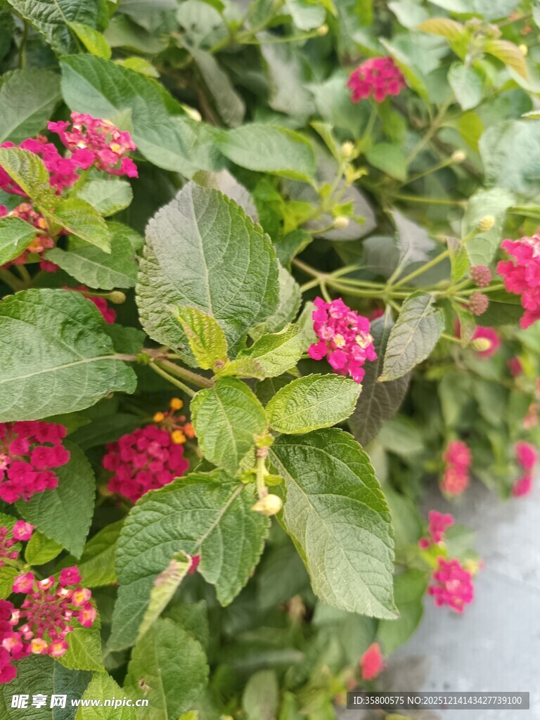 绿叶间绽放的娇艳红花