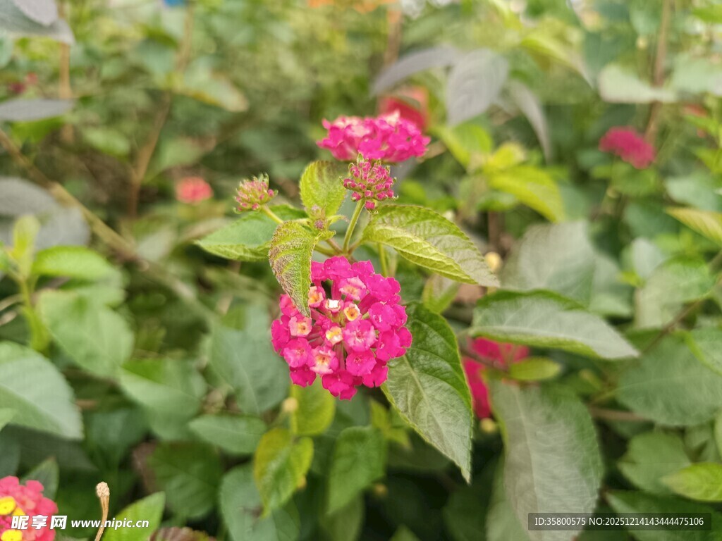 娇艳粉色小花绽放绿叶间